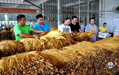 烟草生产与加工
