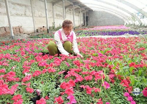 果蔬花卉生产技术